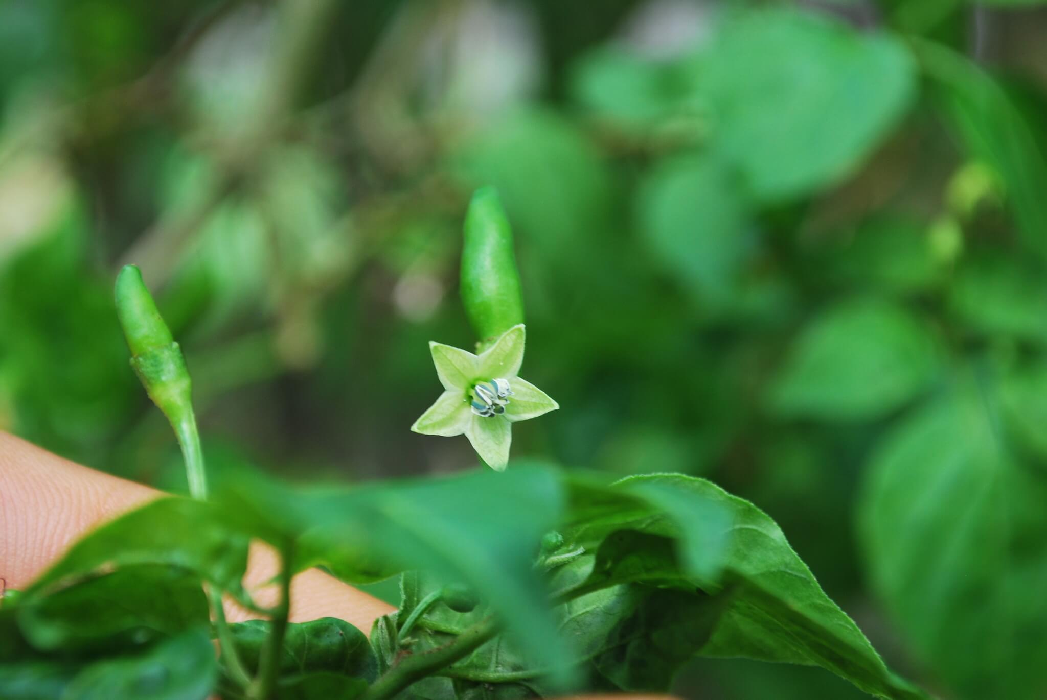 Capsicum annuum cv. 'Chilpaya'